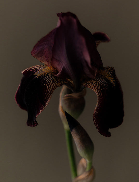Dark purple iris flower against a plain background